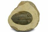 Rare Odontochile Trilobite - Morocco #382686-3